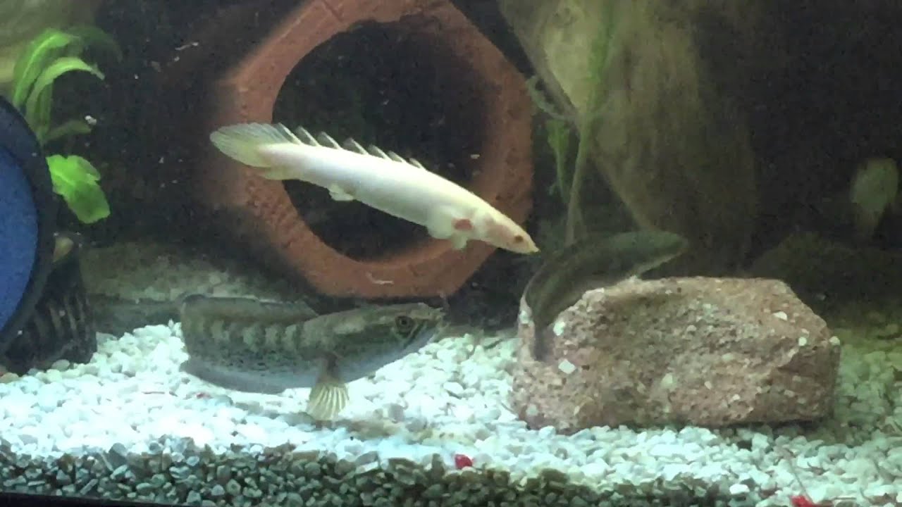 camera iphone 8 plus apk Monster Channa Tank