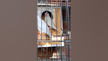 Silver pastel x Silver/pstl  java