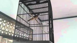 Cucak jenggot kalimantan. @Agstian ahmad