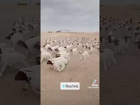 البدو شدو Explore 