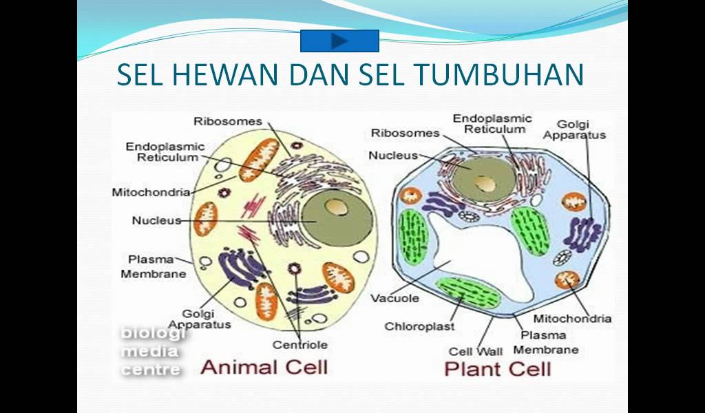  Struktur  dan  fungsi sel  pptx flv YouTube