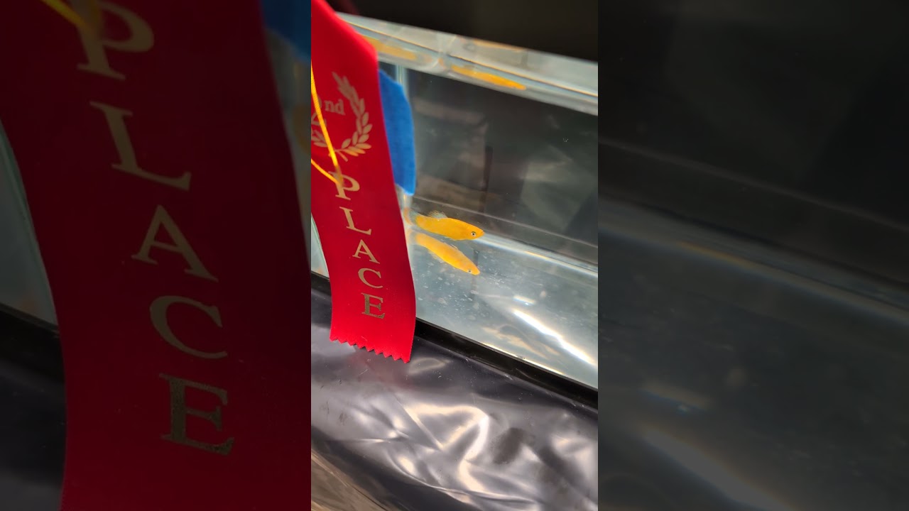 2026 ALA Convention - Fish Showroom Shortfin Molly 2nd place!! (2026) #shorts #drockingfish