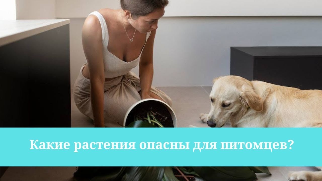 Какие растения опасны для животных? - YouTube