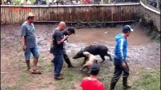 Adu Bagong Gokil Bikin Ngakak