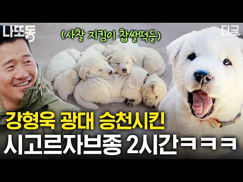 [#고독한훈련사] (2시간) 꼬리 모터 ON💡 시청자 마음을 단번에 사로잡은 사람 좋아하는 강아지! 자연 속에 사는 혈기 왕성한 강아지 모음🐶 | #나중에또볼동영상
