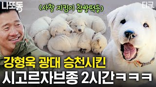 [#고독한훈련사] (2시간) 꼬리 모터 ON💡 시청자 마음을 단번에 사로잡은 사람 좋아하는 강아지! 자연 속에 사는 혈기 왕성한 강아지 모음🐶 | #나중에또볼동영상