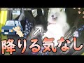 絶対に車から降りたくないサモエドさくら