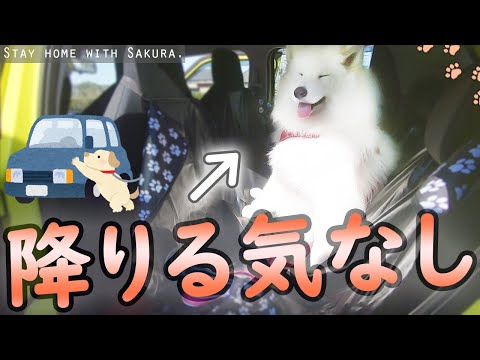 絶対に車から降りたくないサモエドさくら Youtube