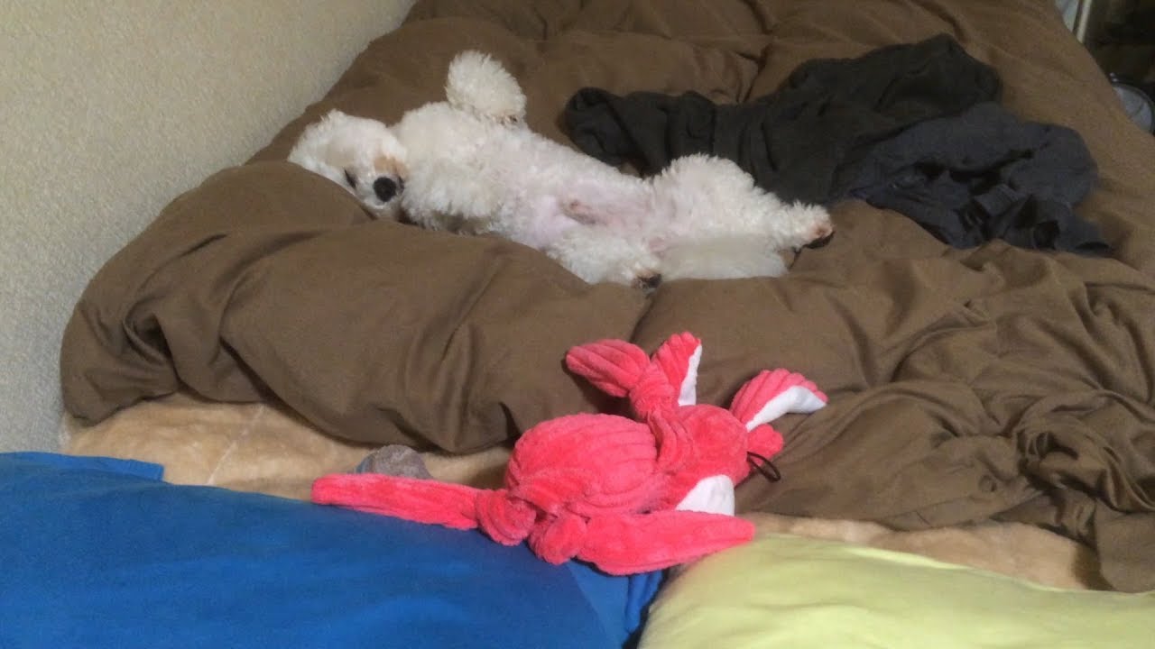 Resultado de imagen para bichon ç¬ æ¨ªããã£ã¦ãã