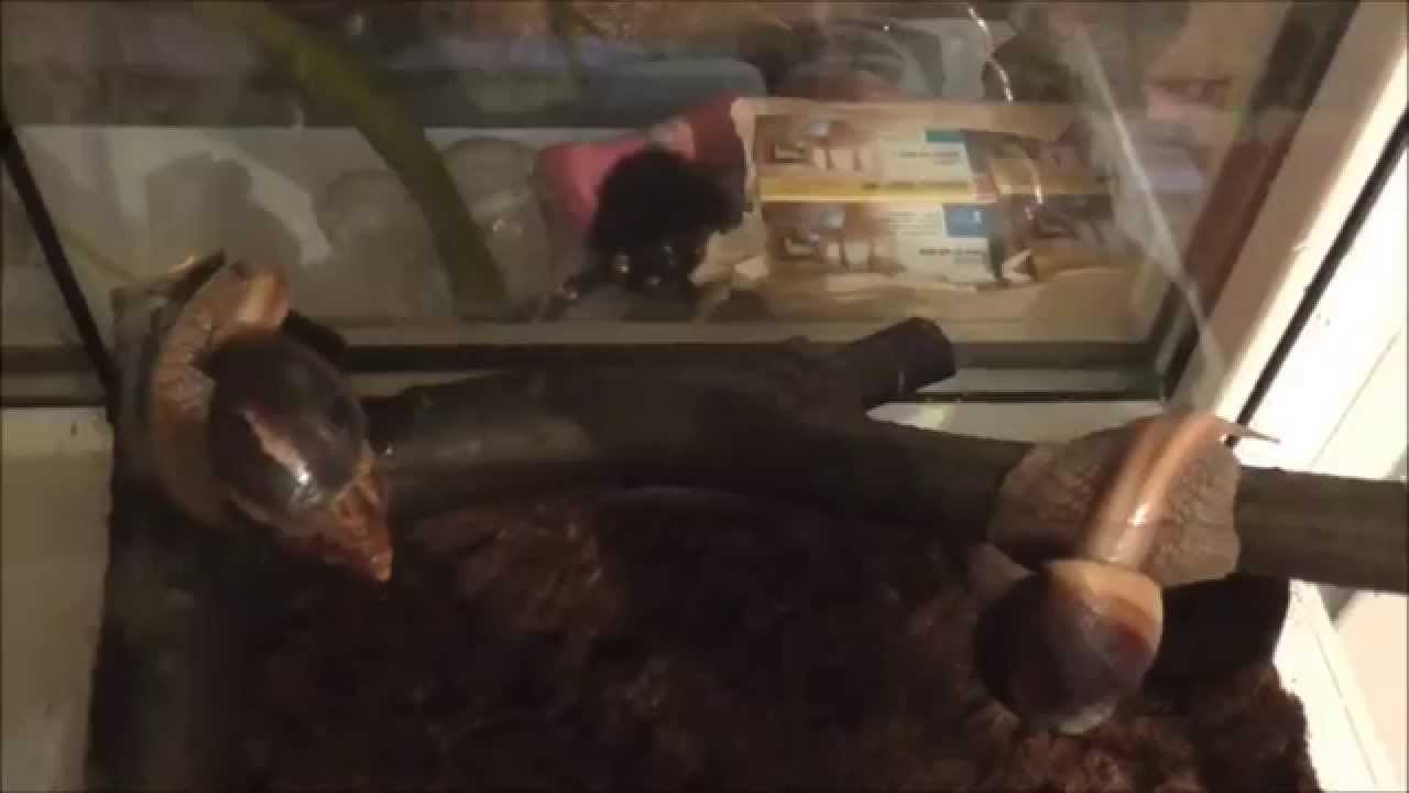 террариум для улиток АХАТИН...SID tv