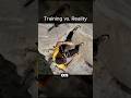 Alex Honnold TRAINING vs REALITY Free Solo
