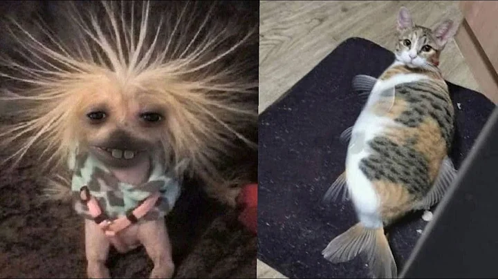 Watch the video about Try Not To Laugh With These Funny Pets | Top jokes with pets from TikTok Shorts