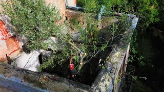 Expert removes dangerous tree growing INSIDE this abandoned chateau ruin