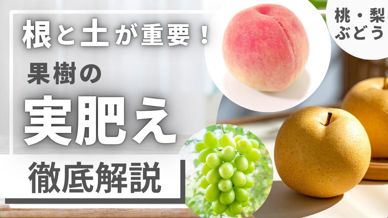 桃農家、葡萄農家 桃農家さん、梨農家さん、ブドウ農家さんにオススメ!果樹の【実肥え