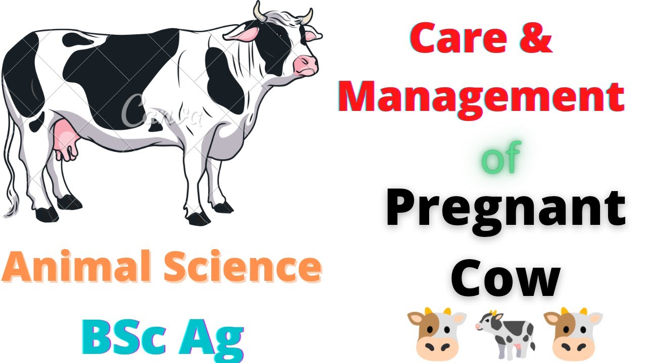 Care & Management of Pregnant Cow || Animal Science || 2nd semester || KU  Bsc Ag || By Khusbu Raut - YouTube