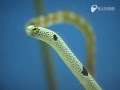 チンアナゴ(ニシキアナゴもいるよ) - Garden eels eat bait
