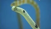 チンアナゴ ニシキアナゴ 光るおもちゃ Youtube