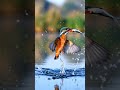 Precise kingfisher dives pond, surfaces with silver minnow 🐦 #shorts #funny #animals
