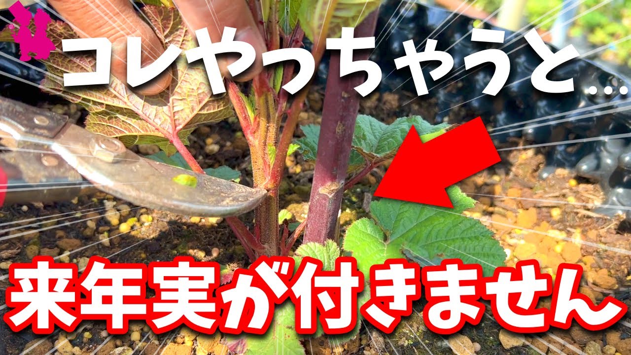 【絶対ダメ】木イチゴを来年も収穫するためにやってはいけないこと(レッドドリーム地植え・鉢植え)