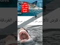 عاجل سمكة قرش تلتهم رجل على شواطئ الغردقة