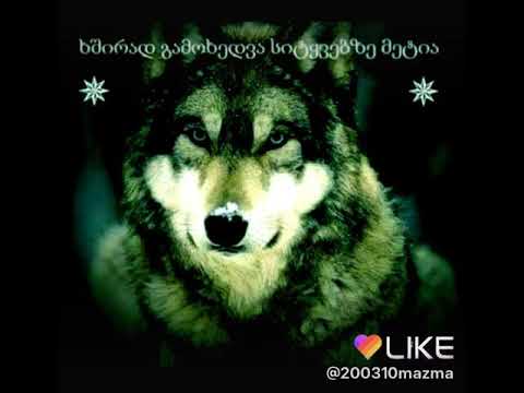 ქურდებო დაალაიქეთ
