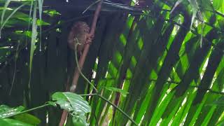World's Smallest Primate (Philippine Tarsier)
