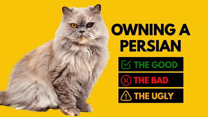 Owning a Persian Cat: The Good, The Bad, The Ugly