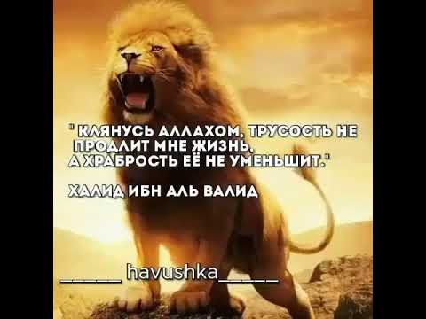 Трусость продляет жизнь. Халид ибн Валид трусость. Клянусь Аллахом трусость. Лев Аллаха. Цитаты Халид ибн Валида.