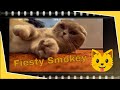 Scottish Fold - Playful little Smokey
