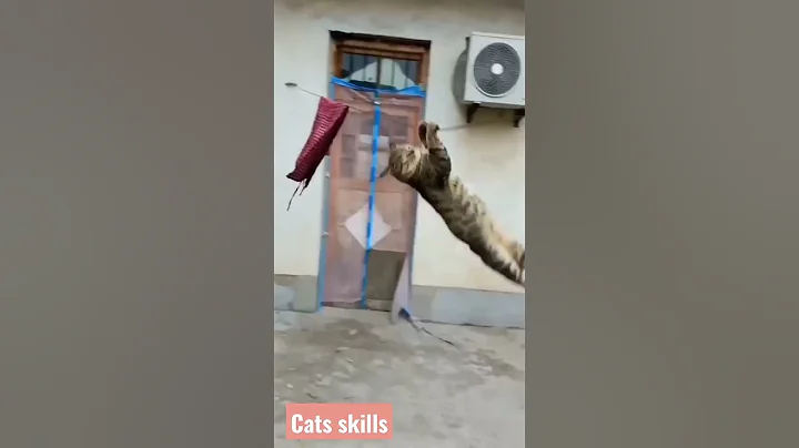 cats skills#funny #cat #shortsvideo #animals # - DayDayNews