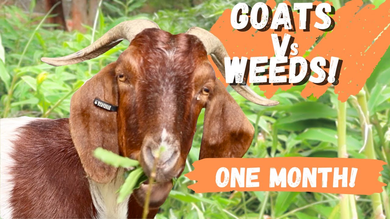 22 Goats vs 2 Acres of Weeds – You Won’t Believe the 1 Month Results!