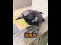 カラスはどれくらい賢いのか？ #自然 #動物プロダクション #animals #動物 #癒し