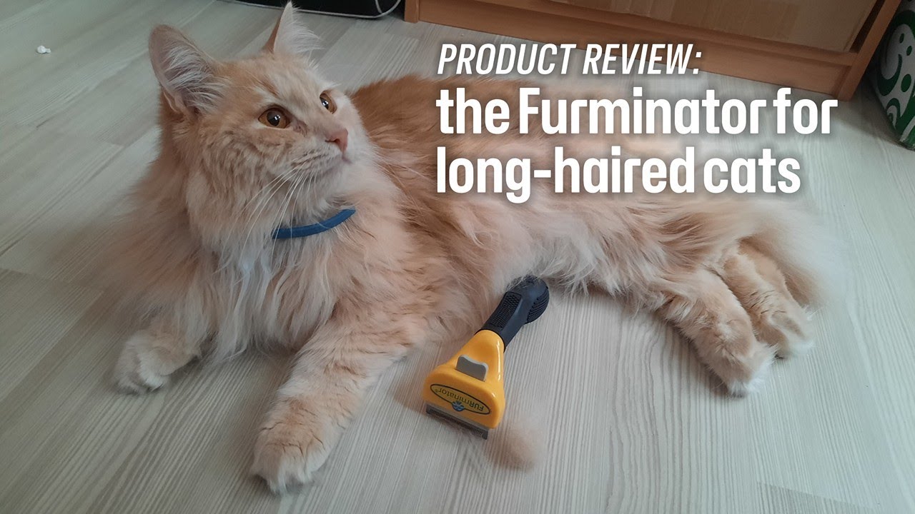 View of Ultimate Furminator Guide for Long Haired Cats - YouTube