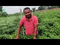 Best result on chilli by using green planet bio products