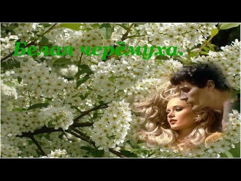Белая черёмуха!