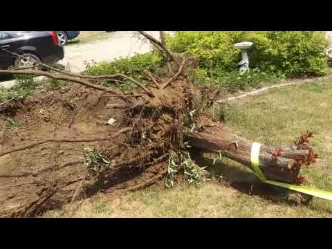 Pulling out a stump with the old Dodge - YouTube