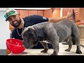 HOMEMADE + HEALTHY DOG FOOD RECIPE | COOKING FOR YOUR EXOTIC BULLY PUPPY!