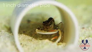 Whitby Lobster Hatchery FIRST Juvenile lobster