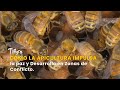 Cómo la Apicultura Impulsa la paz y Desarrollo en Zonas de Conflicto- TvAgro por Juan Gonzalo Angel