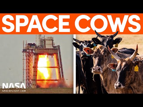 SpaceX Cows Watch Raptor Engines Explode