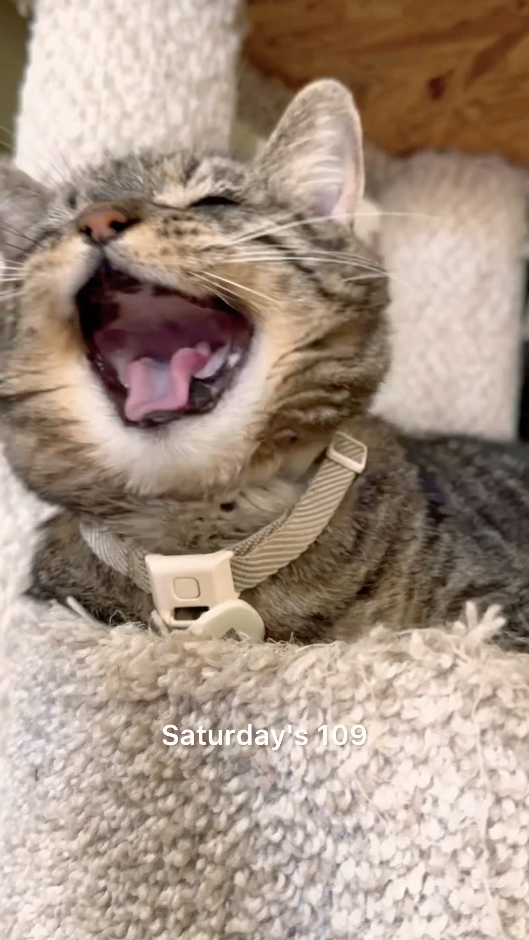Penny is distraught, and for good reason! 109 in the last week of September?! Come on! #talkingcat