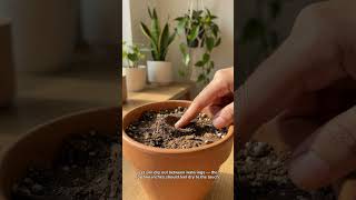 How To Get Rid Of Fungus Gnats #shorts