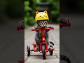 子猫が愛車の三輪車を全力洗車🚲✨