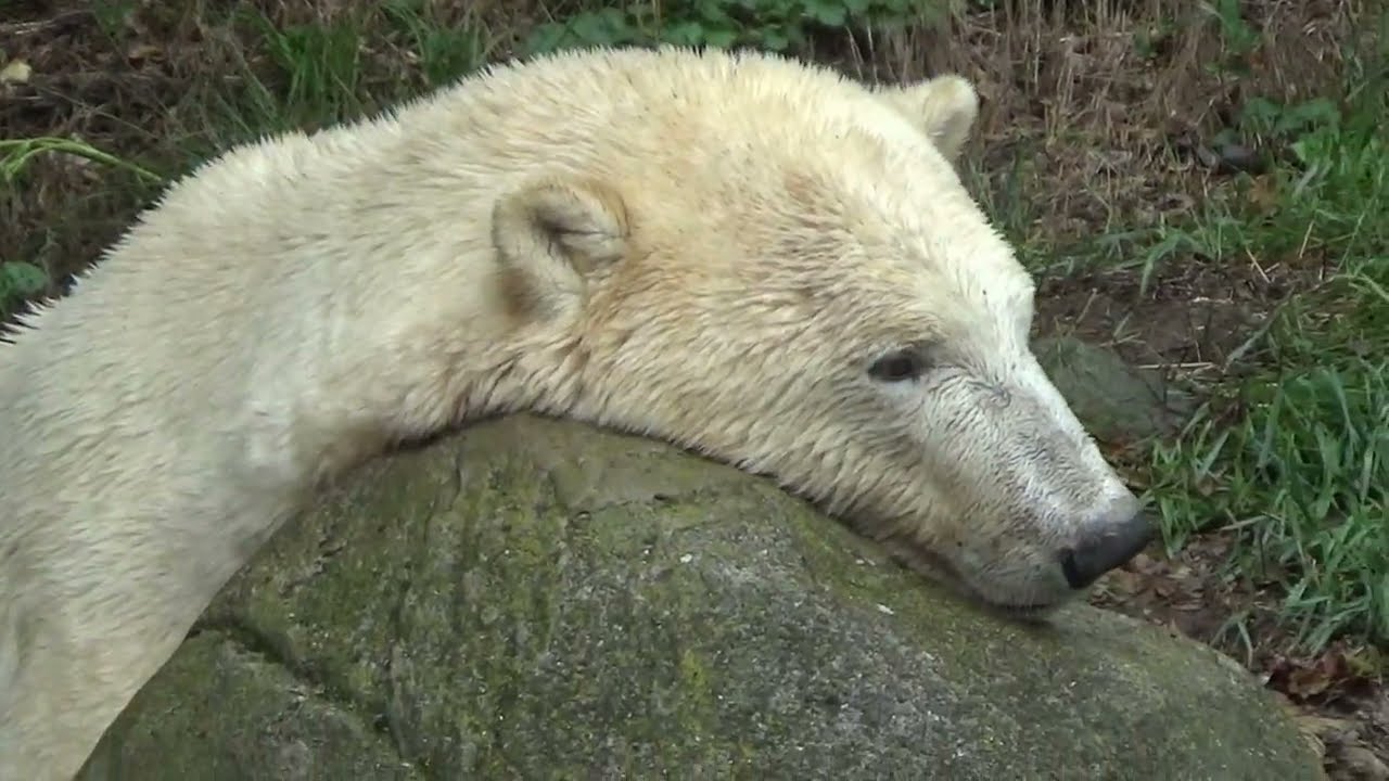 Tři lední medvědice v  ZOO Brno. Cora má kamošky.