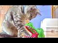 怒るワニのおもちゃで猫が遊んでいた次の瞬間。。
