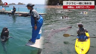 【速報】クジラと一緒に海水浴 和歌山・太地でオープン