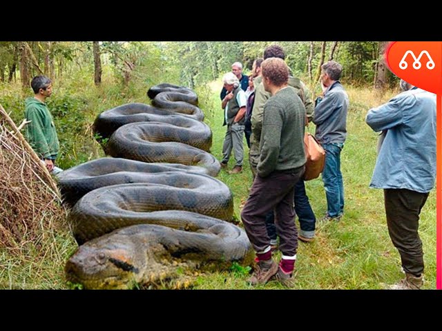 Cobra gigante que viralizou em vídeo pode ser real, mas não é encontrada no  Brasil