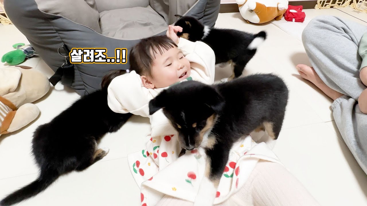 아기가 새끼 강아지들에게 공격당했어요..!