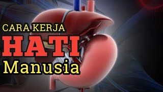 Bagini cara kerja Hati manusia