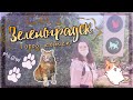 ЗЕЛЕНОГРАДСК - ГОРОД КОШЕК.🐈 КОШАЧИЙ СВЕТОФОР И МУЗЕЙ 🐱 // Katy Mir